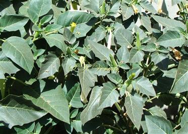  Leaves